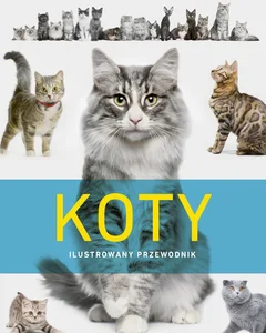 Koty Koty