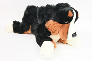 Pies berneński 61cm