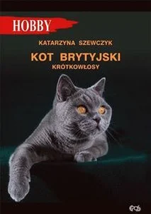 Kot brytyjski krótkowłosy Kot brytyjski krótkowłosy