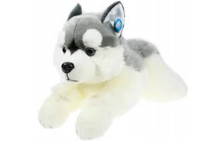 Pies Husky 61cm