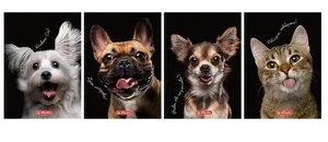 Brulion A6/80K kratka Animals (5szt)