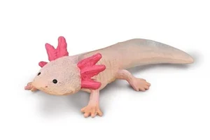 Axolotl