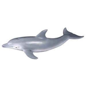 Delfin butlonosy Delfin butlonosy