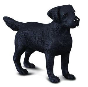 Pies Labrador Pies Labrador