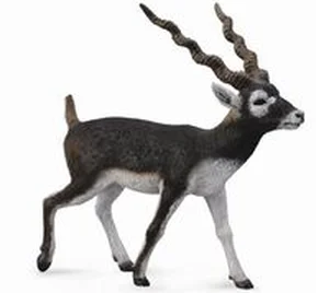 Antylopa Blackbuck L