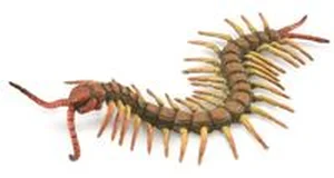 Centipede