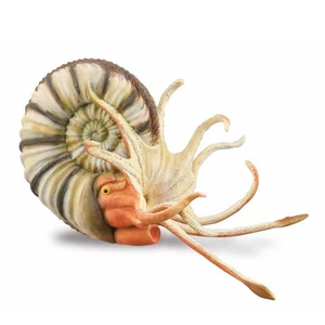 Ammonite