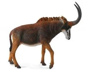 Antylopa wielka sable samica