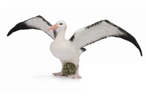 Albatros wędrowny L Albatros wędrowny L